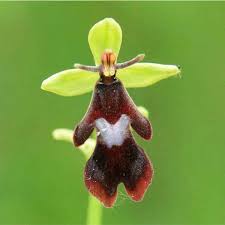 Attēlu rezultāti vaicājumam “Ophrys insectifera leaf”