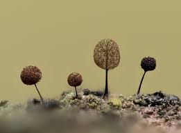 Attēlu rezultāti vaicājumam “Comatricha nigra”