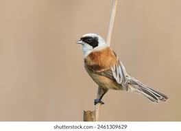 Attēlu rezultāti vaicājumam “Remiz pendulinus adult”