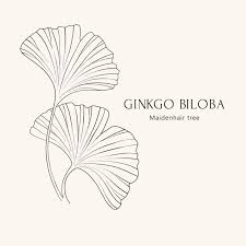 Attēlu rezultāti vaicājumam “Ginkgo biloba leaf”