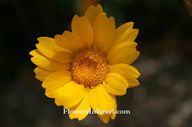 Image result for Chrysanthemum segetum