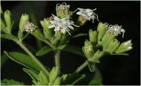 Image result for Stevia rebaudiana
