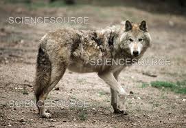 Attēlu rezultāti vaicājumam “Canis lupus”