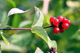 Attēlu rezultāti vaicājumam “Lonicera caprifolium fruit”