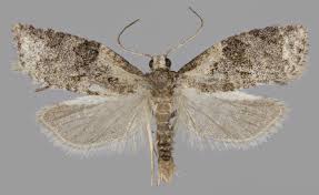 Attēlu rezultāti vaicājumam “Capua vulgana”