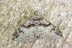 Attēlu rezultāti vaicājumam “Pareulype berberata”