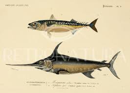 Image result for Xiphias gladius