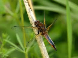 Attēlu rezultāti vaicājumam “Libellula fulva male”