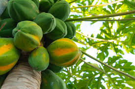 Image result for Carica papaya