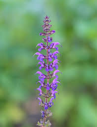 Attēlu rezultāti vaicājumam “Salvia pratensis”