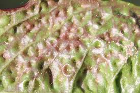 Attēlu rezultāti vaicājumam “Trioza dispar”