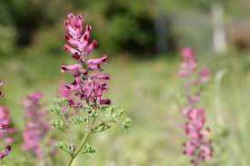 Attēlu rezultāti vaicājumam “Fumaria officinalis flower”