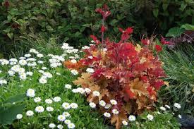 Attēlu rezultāti vaicājumam “Bellis perennis bud”