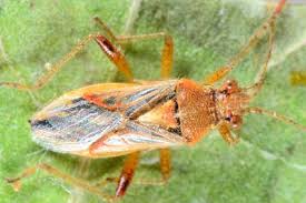 Attēlu rezultāti vaicājumam “Rhopalus maculatus imago”