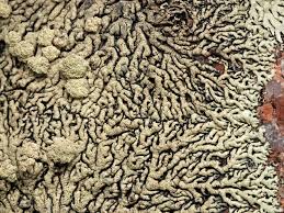 Attēlu rezultāti vaicājumam “Enteridium variabile”