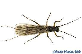 Attēlu rezultāti vaicājumam “Plecoptera”