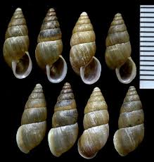 Attēlu rezultāti vaicājumam “Ena montana”