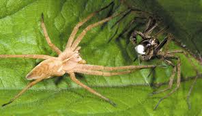 Attēlu rezultāti vaicājumam “Pisaura mirabilis female”