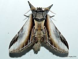 Attēlu rezultāti vaicājumam “Pheosia gnoma male”