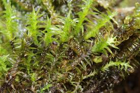 Attēlu rezultāti vaicājumam “Meesia triquetra”