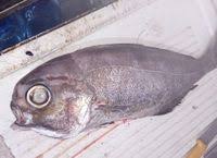 Image result for Schedophilus ovalis