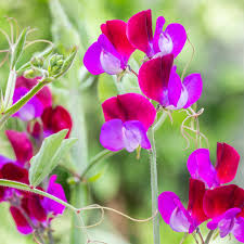 Attēlu rezultāti vaicājumam “Lathyrus”