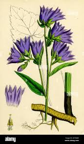 Attēlu rezultāti vaicājumam “Campanula trachelium flower”