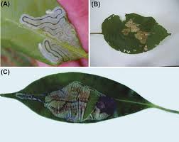 Attēlu rezultāti vaicājumam “Rhynchaenus lonicerae”