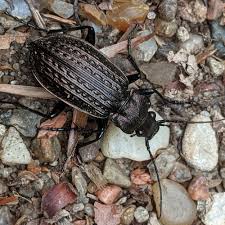Attēlu rezultāti vaicājumam “Carabus granulatus”