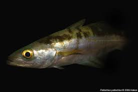 Image result for Pollachius pollachius