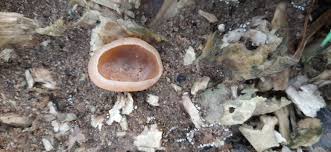 Attēlu rezultāti vaicājumam “Diderma ochraceum sessile”