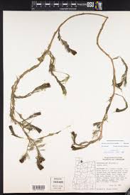 Attēlu rezultāti vaicājumam “Myriophyllum alterniflorum leaf”