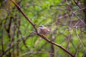 Image result for Zonotrichia albicollis