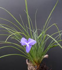 Image result for tillandsia umbellata