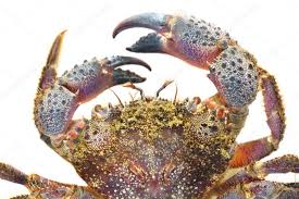 Image result for Eriphia verrucosa