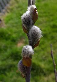 Attēlu rezultāti vaicājumam “Salix cinerea female flower”
