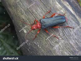 Attēlu rezultāti vaicājumam “Rhamnusium bicolor”