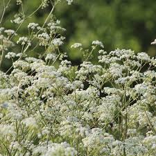 Attēlu rezultāti vaicājumam “Anthriscus sylvestris flower”
