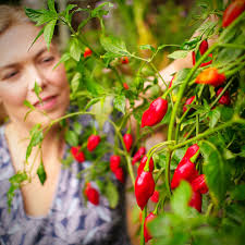 Afbeeldingsresultaat voor paper lantern hot pepper