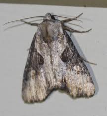 Attēlu rezultāti vaicājumam “Apamea ophiogramma”