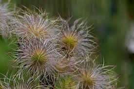 Attēlu rezultāti vaicājumam “Pulsatilla pratensis fruit”