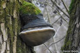 Attēlu rezultāti vaicājumam “Phellinus alni”