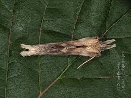 Attēlu rezultāti vaicājumam “Pterostoma palpina larva”
