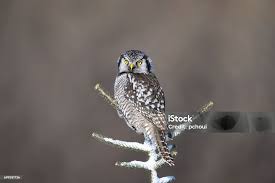 Image result for Surnia ulula