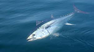 Image result for Thunnus thynnus