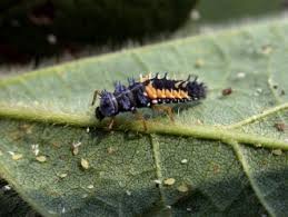 Attēlu rezultāti vaicājumam “Anthrenus sp. larva”