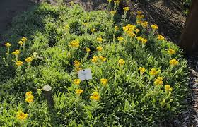 Image result for Helichrysum lindleyii