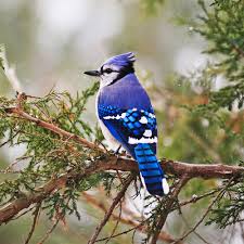 Image result for Bird