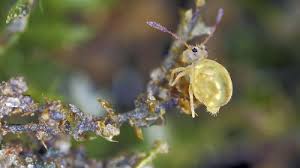 Attēlu rezultāti vaicājumam “Symphypleona”