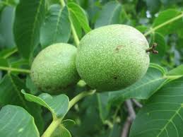 Attēlu rezultāti vaicājumam “Juglans regia fruit”